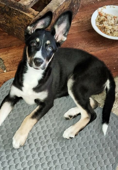 Красотка ищет дом