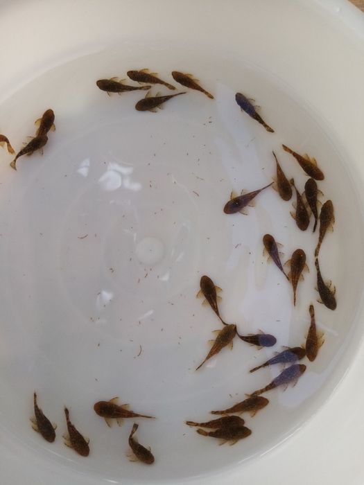 Сомики анциструсы тёмного цвета. комета 1 шт.