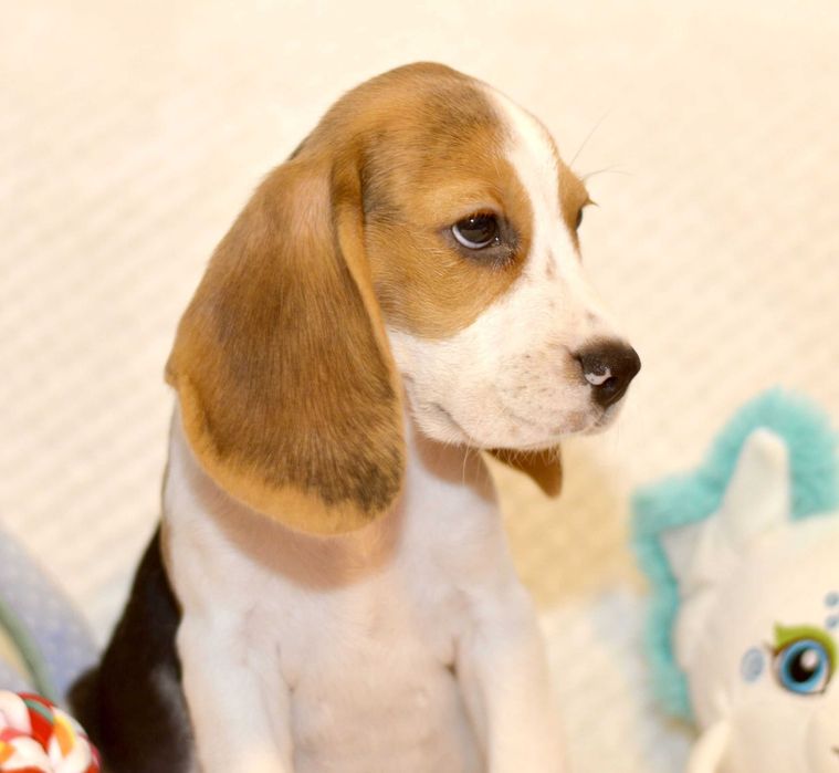 Pui Beagle tricolor din parinti cu pedigree
