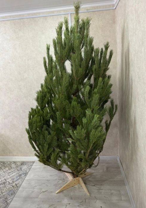 Новогодняя Елка ЖИВАЯ Сосна