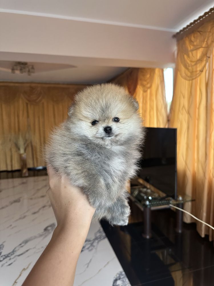 Băiețel pomeranian cu pedigree fci tip A