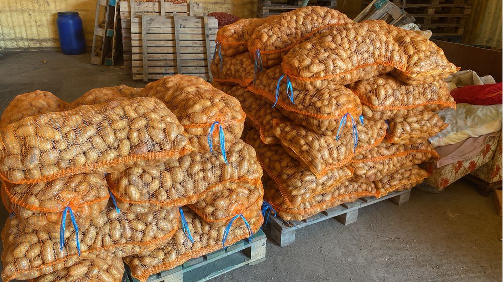 Cartofi de consum galbenii si rosi