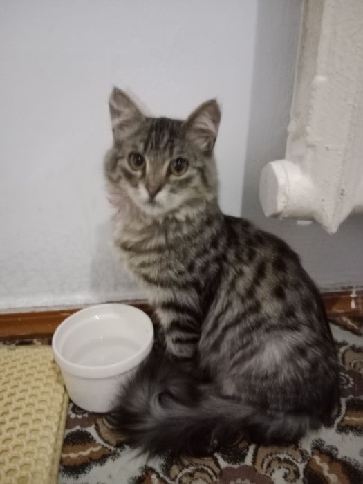 Отдам котят бесплатно