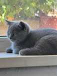 Pui british shorthair blue