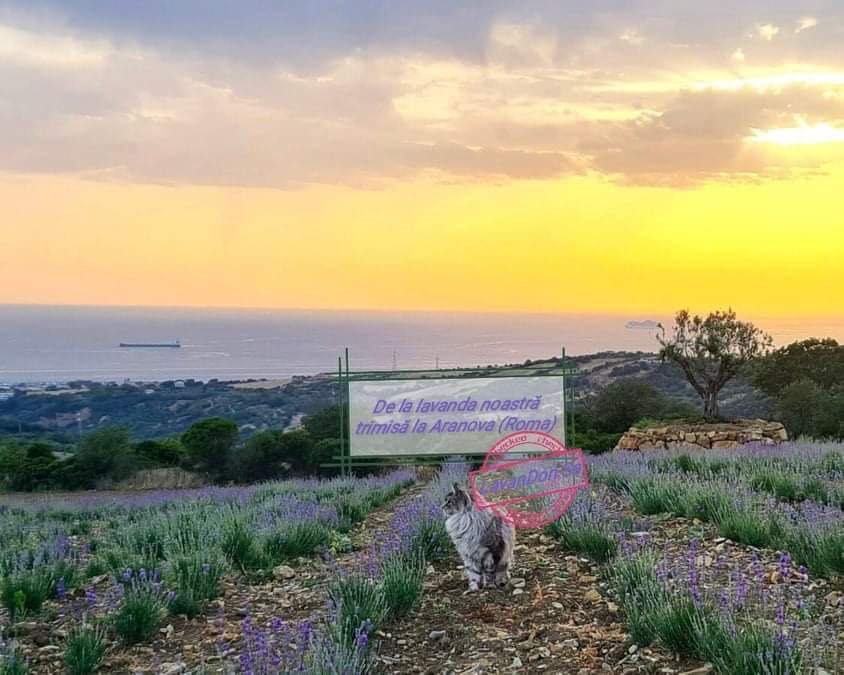 Trandafiri Dulceata,Lavanda Angustifolia Sevtopolis