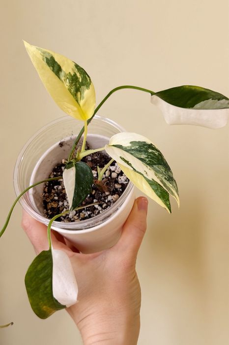 Эпипремнум пиннатум вар