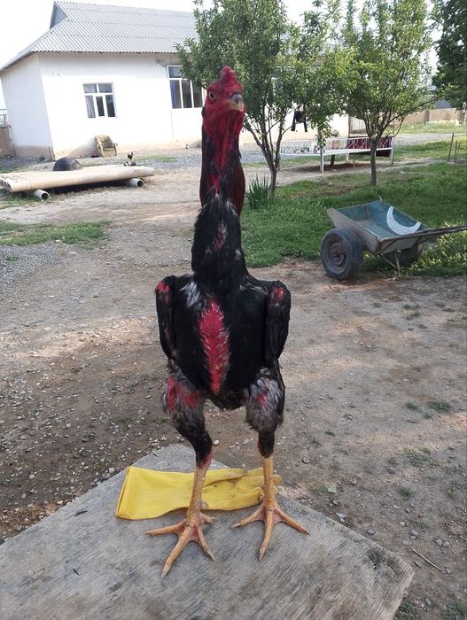 Дакан сатылады срочно