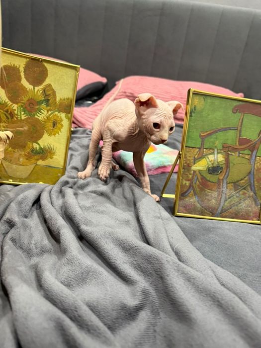 Сфинксы левкой и эльф