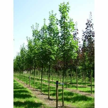 Acer platanoides, betula, tei, platan ( paltin, frasin, mesteacan )