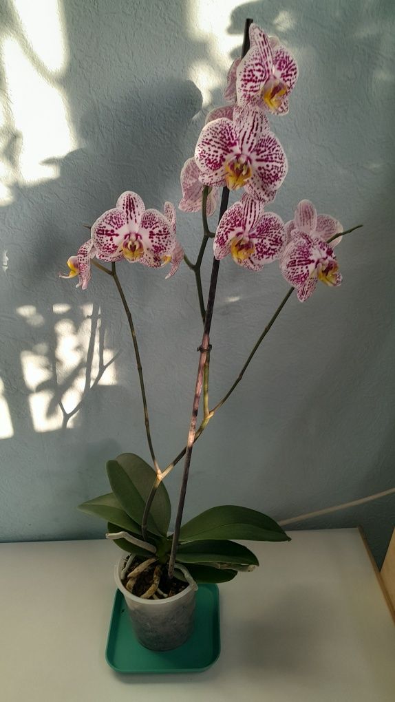 Орхидея домашняя адаптированная