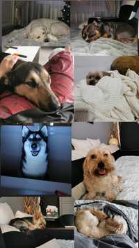 Medic veterinar - Pet sitter/Pet sitting/cazare caini