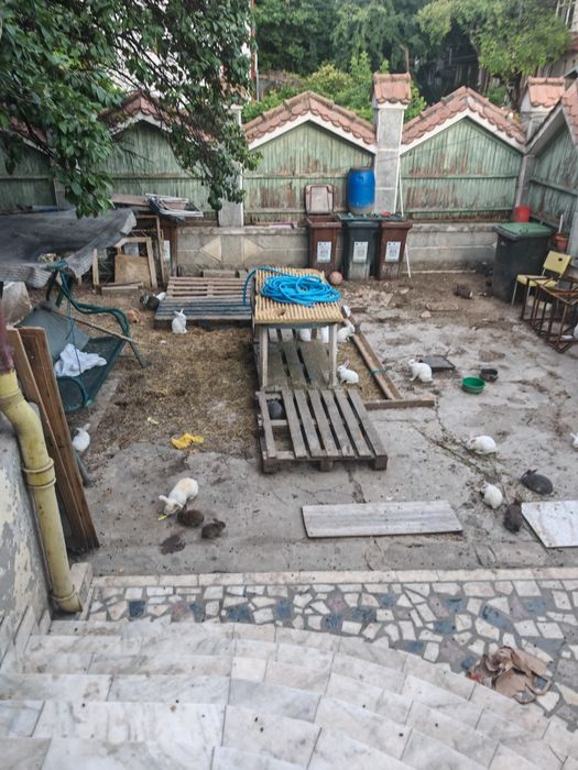 Vand iepuri diferite dimensiuni