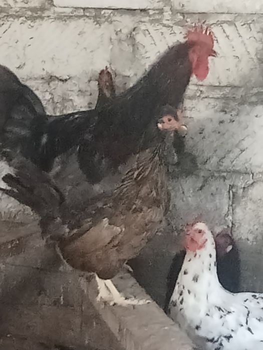 Продажу куры.тауык