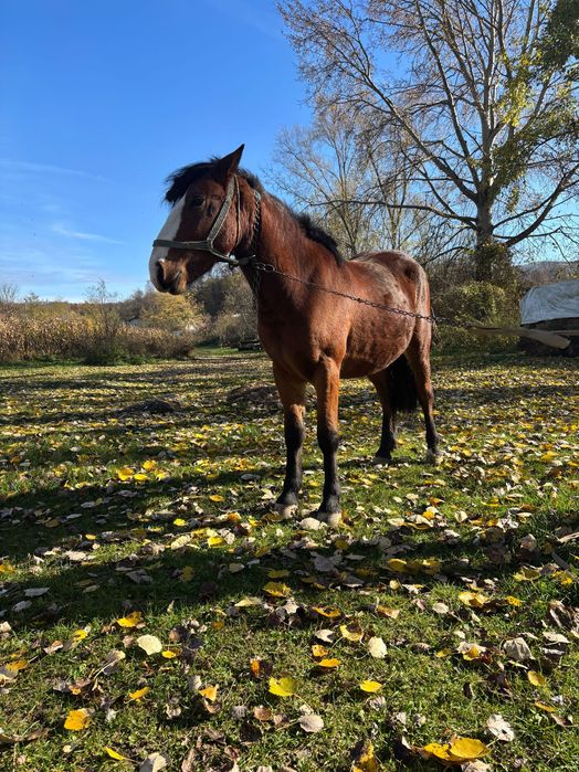 Vand 2 manze de 2 ani