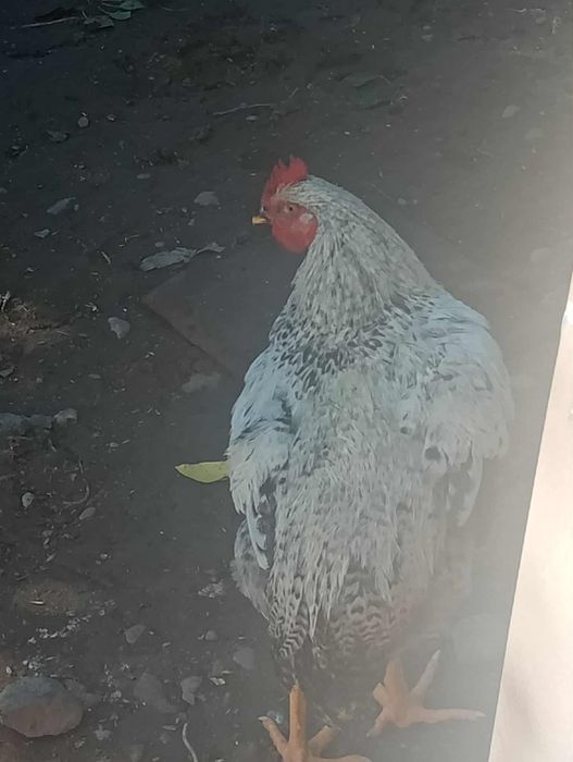 Cocosi și rate de casa