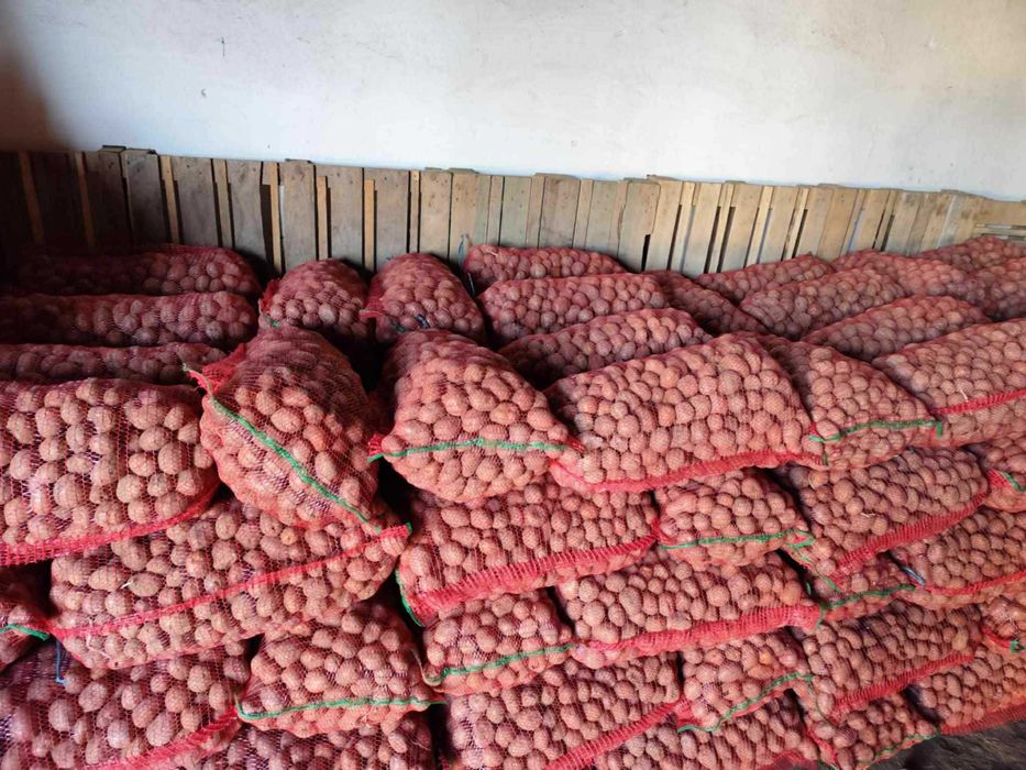 Vând cartofi sămânță și mărunt