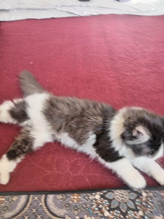 Main Kun (Maine Coon) aralash zotli, erkak, o'ynoq mushukcha