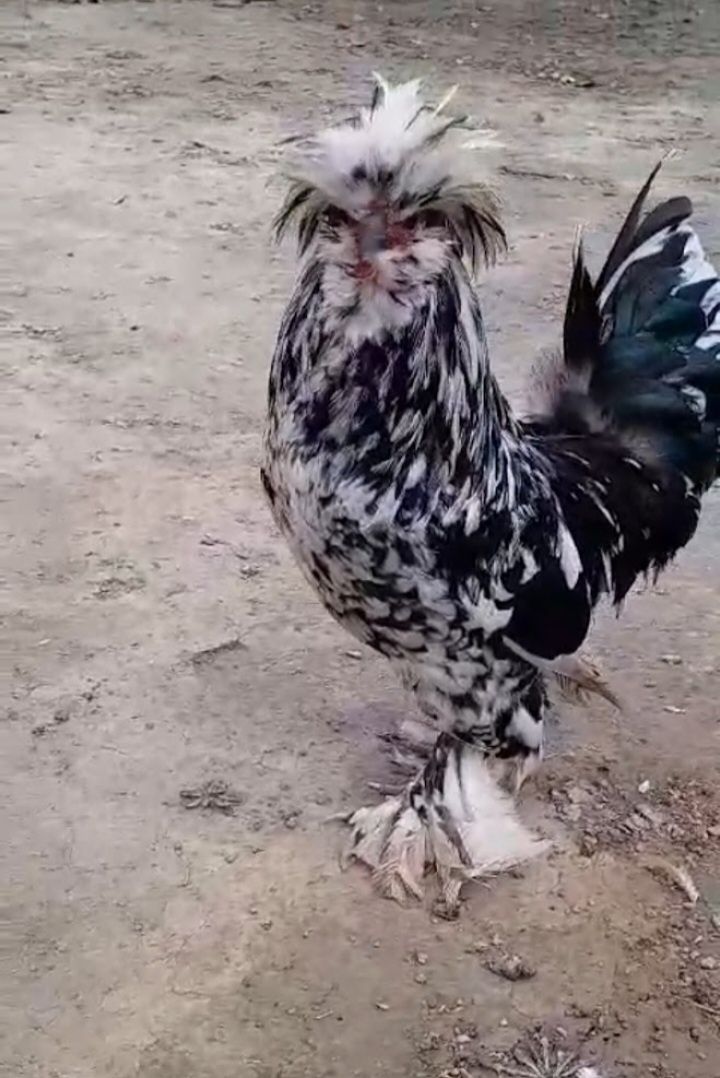 Үшеуіне 45 мың теңге