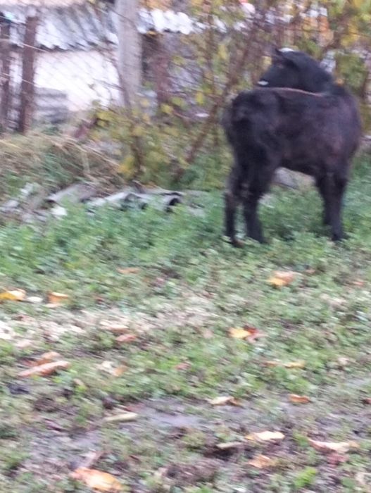 Vînd eada de sub o mama buna de lapte
