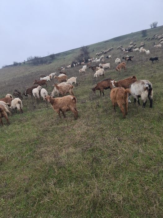 Vand oi carabase și capre