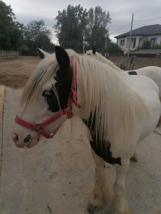 Vând Gypsy Vanner/Irish Cob