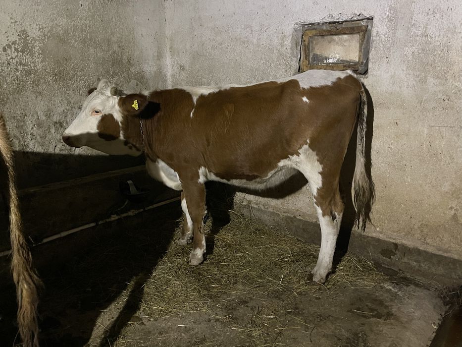 Vand doi tauri si o juninca gesteanta !