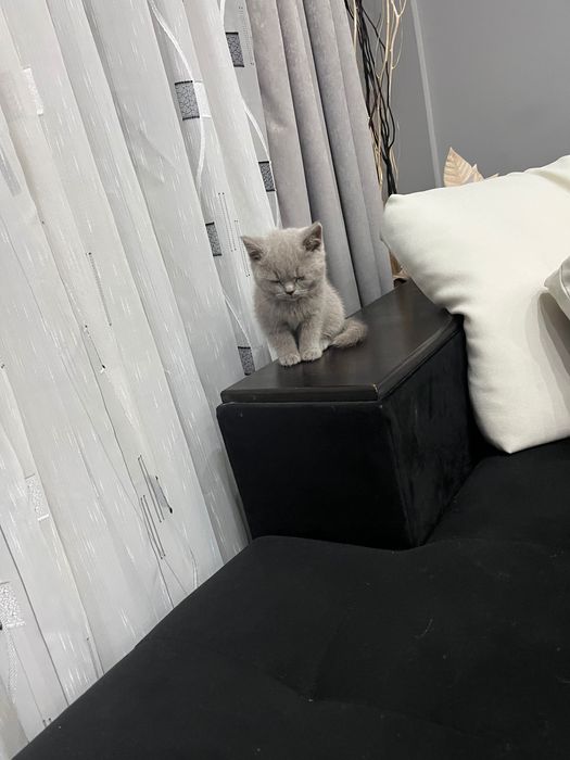 Британско късокосместо коте