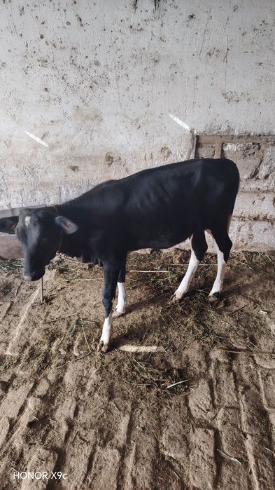 Ona bola sigir sotiladi