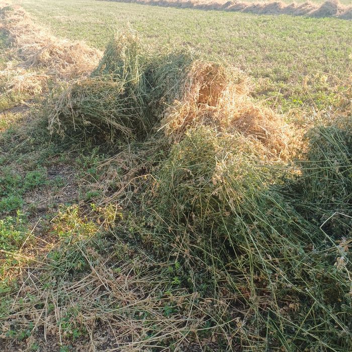 Vînd baloti lucerna