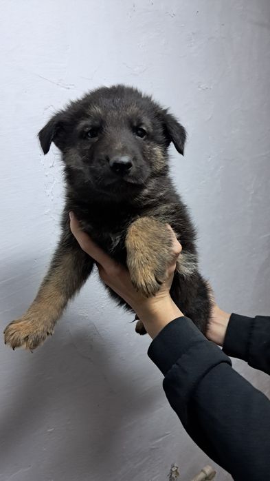 Pui Ciobanesc german