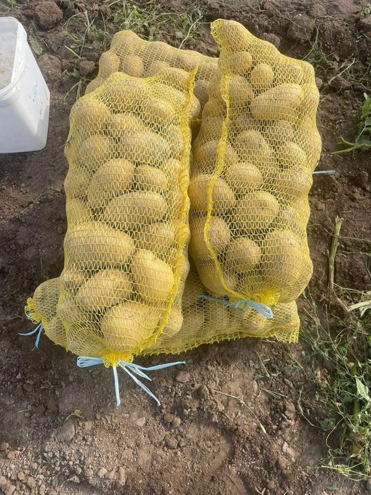 Картоф за консумация