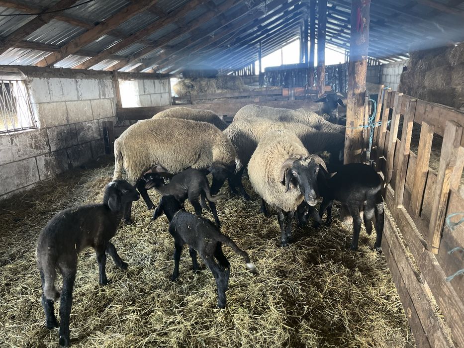 Vand oi fatate carabase cu cap negru de teleorman