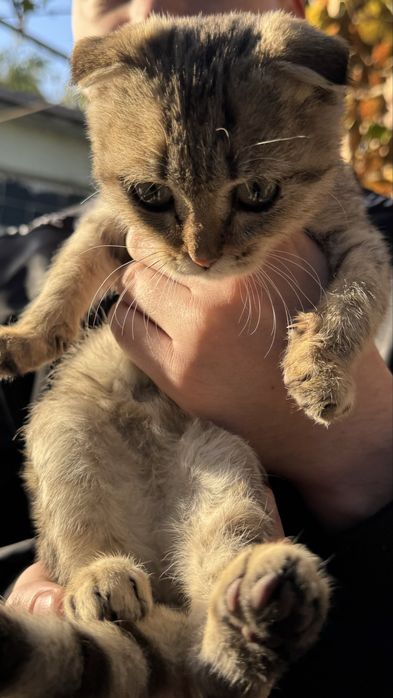 Продам веслоухова котенка. В хорошие Руки