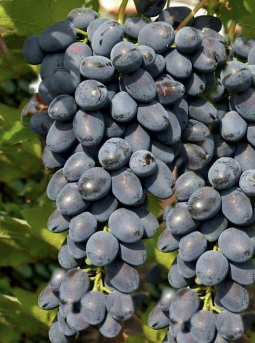 Vita de Vie Soiuri De Masa roze