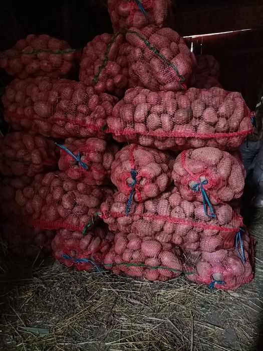 Vând cartofi rosii Laura