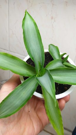 Красивое растение с серебристыми листьям - Мурдания "Bright Stаr"!