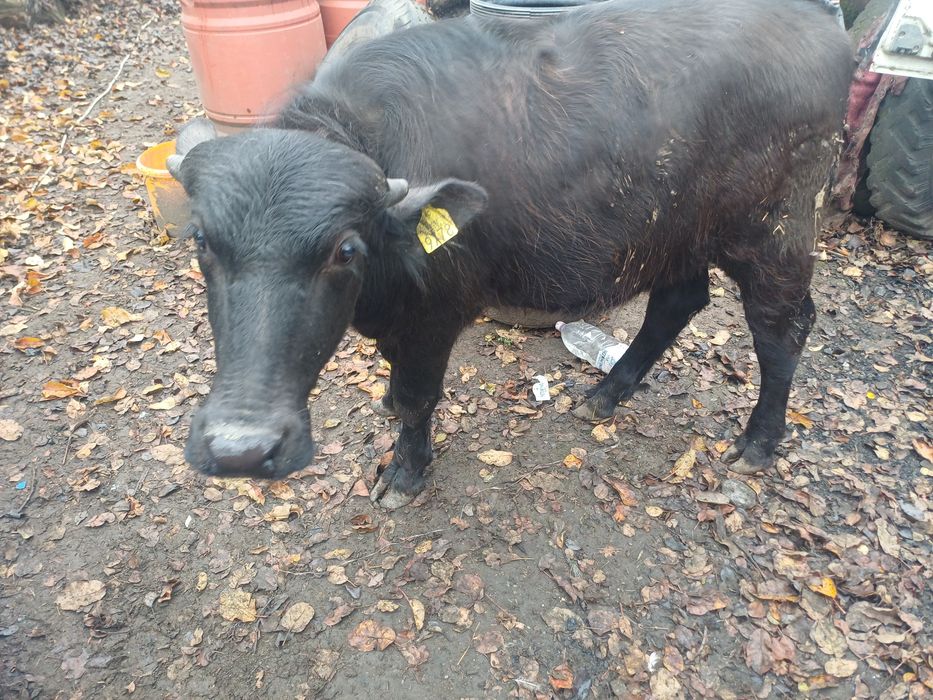 Vitei bivol crescuți natural ( vitel tauras taur vitica )