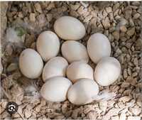 Ouă de rață românească și leșească