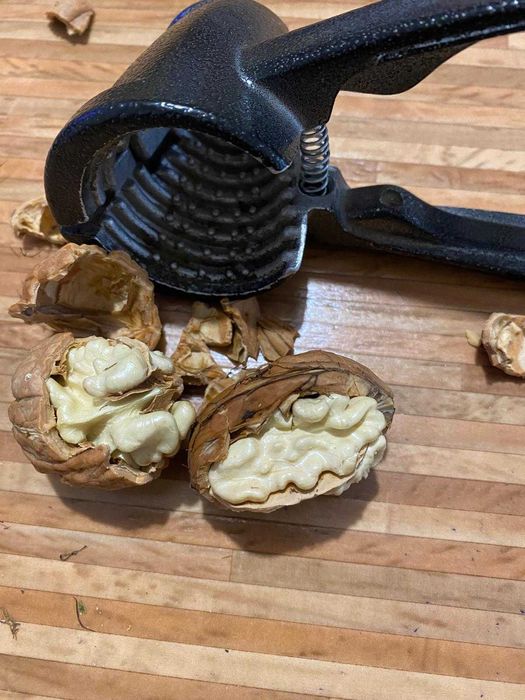 Орехи, дръвчета, фиданки, разсадник