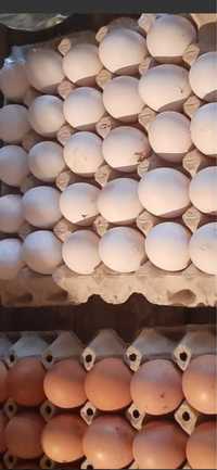 Домашни яйца от свободни кокошки продава