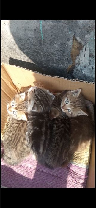 Отдам котят, в добрые руки