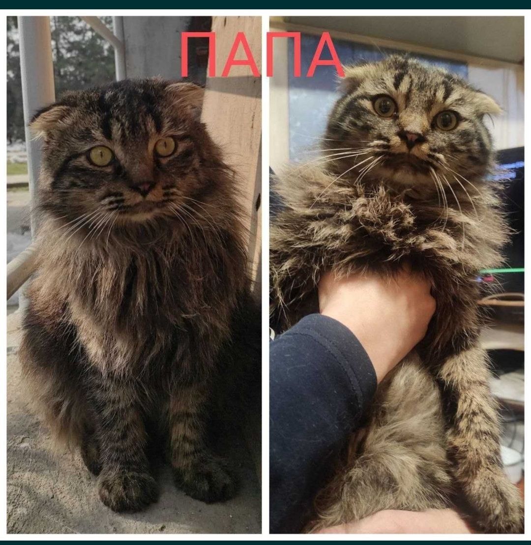 Отдаю котёнка в добрые руки. Скотиш Страйт мальчик