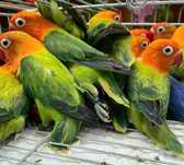 Vând Agapornis Fischer Green Opaline