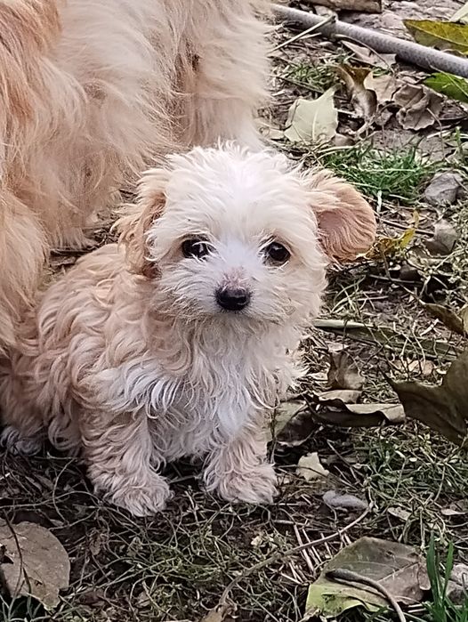 Donez bichon trie luni frumosi