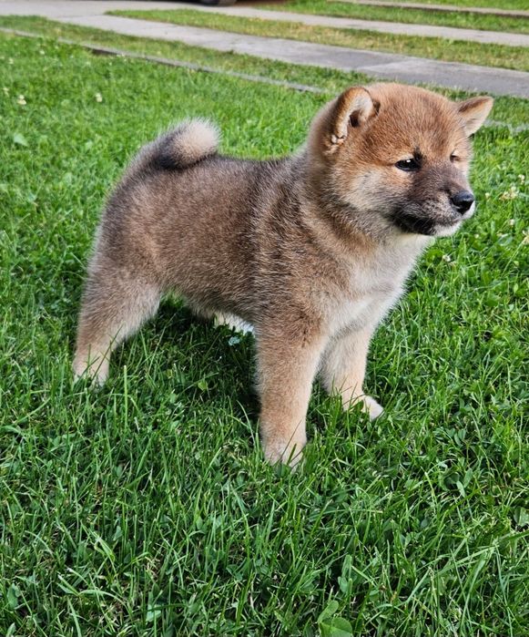 Fetița Shiba Inu pedigree