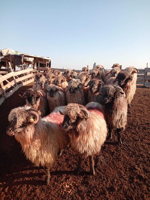 Vând oi bune  preț vnegociabil