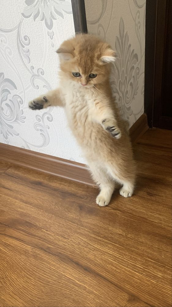 Продаётсья кошка британский шиншилла девочка