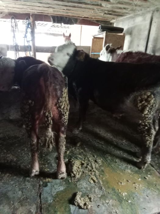 Продам жирных быков