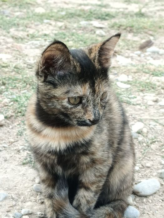 Отдам беременную кошку в хорошие руки