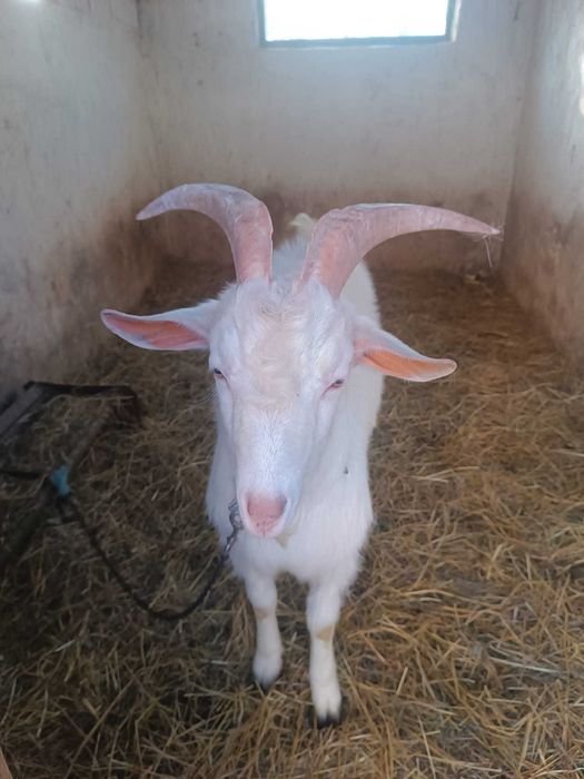 Vând țap de un an